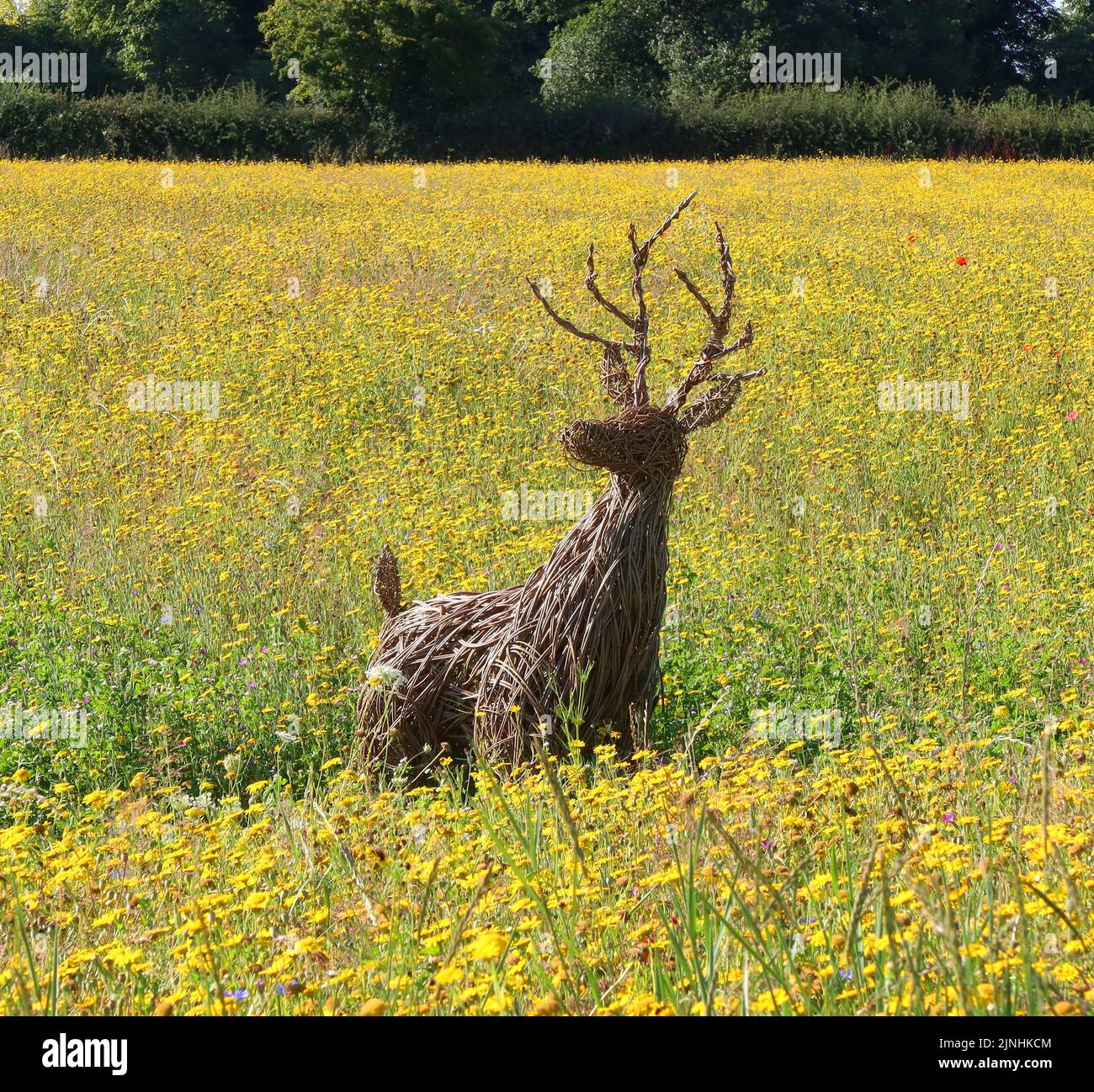 Scultura di cervo in prato di fiori selvatici a Snugburys Ice cream, Park Farm, A51, Hurleston, Nantwich, Cheshire, Inghilterra, Regno Unito, CW5 6BU Foto Stock