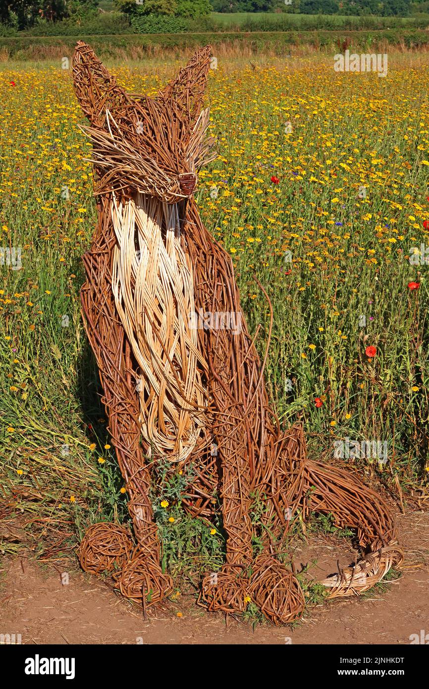 Wildflower prato a Snugburys gelato, Park Farm, A51, Hurleston, Nantwich, Cheshire, Inghilterra, Regno Unito, CW5 6BU Foto Stock