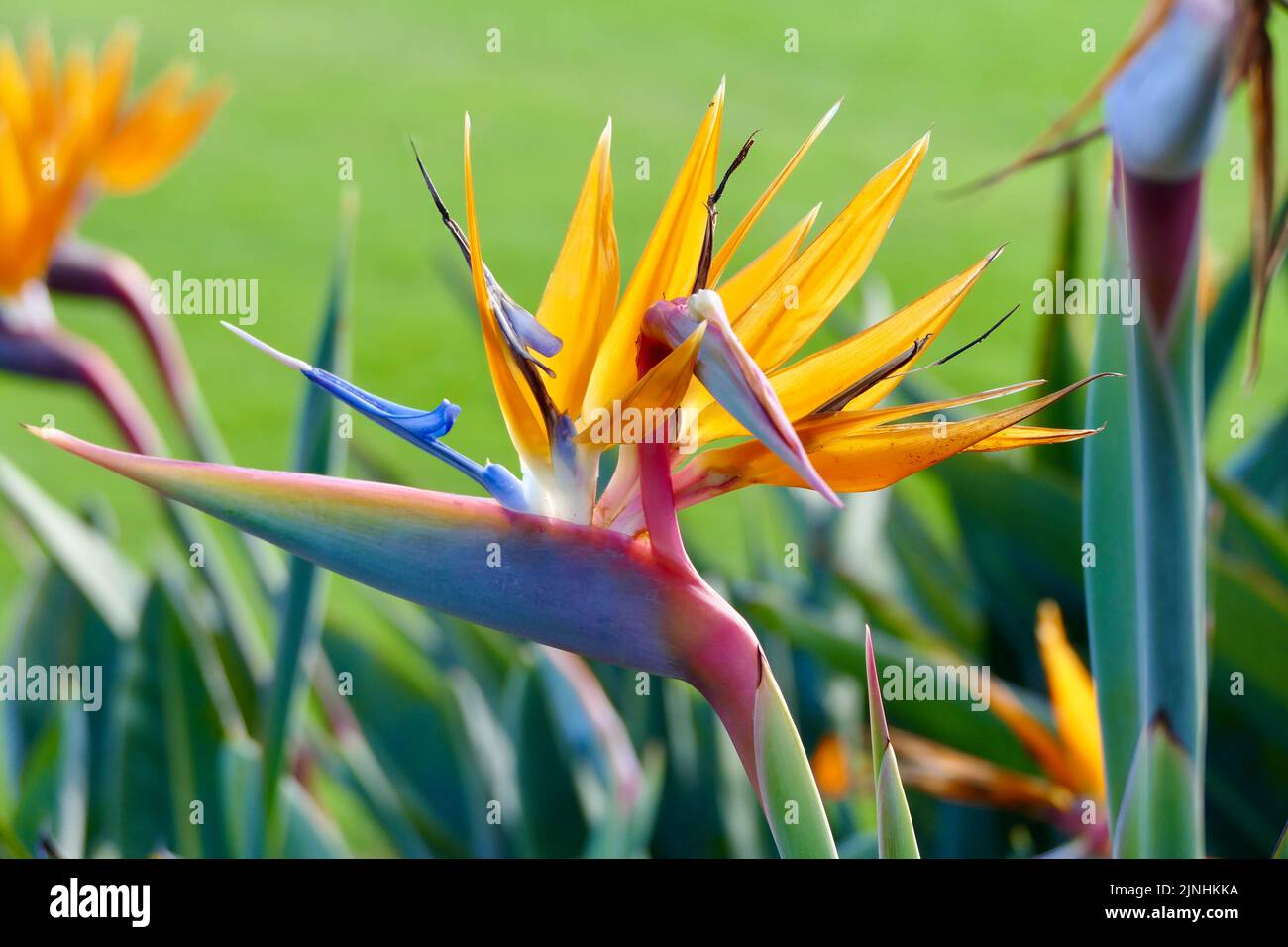 uccello del paradiso fiore retroilluminato dal sole del pomeriggio Foto Stock