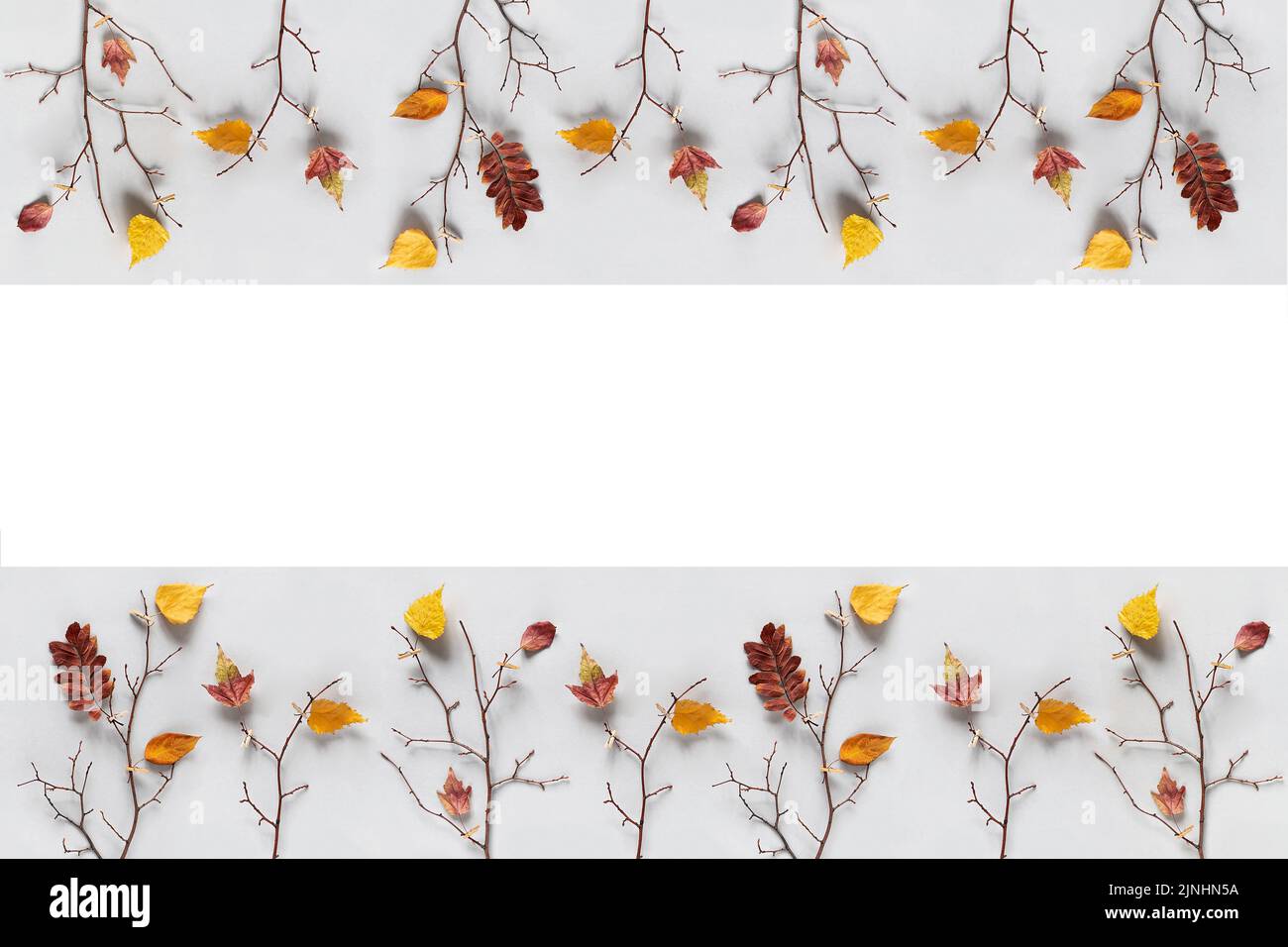 Banner autunnale creativo. Rami di alberi con foglie colorate autunnali su clothespins su sfondo grigio. Vista dall'alto, disposizione piatta. Foto Stock
