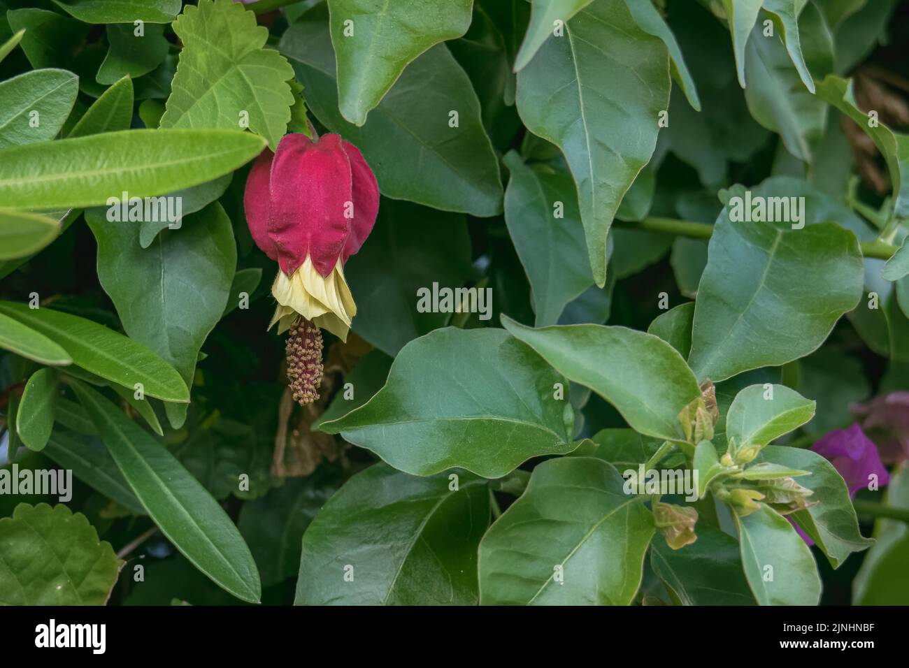 fiore di abulizione appeso su foglie di diverse piante verdi Foto Stock