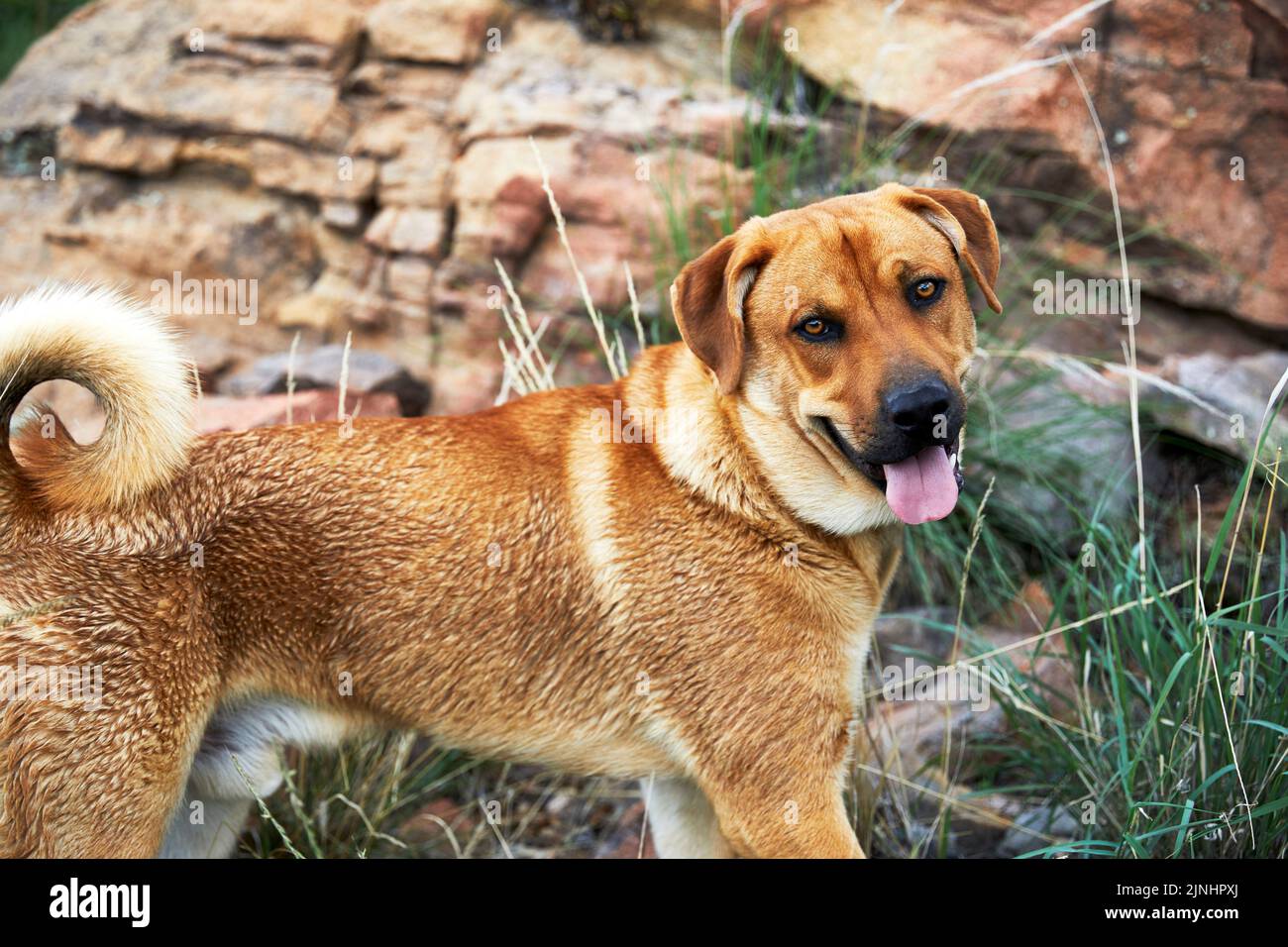 Escursione con cani di razza mista in montagna Foto Stock