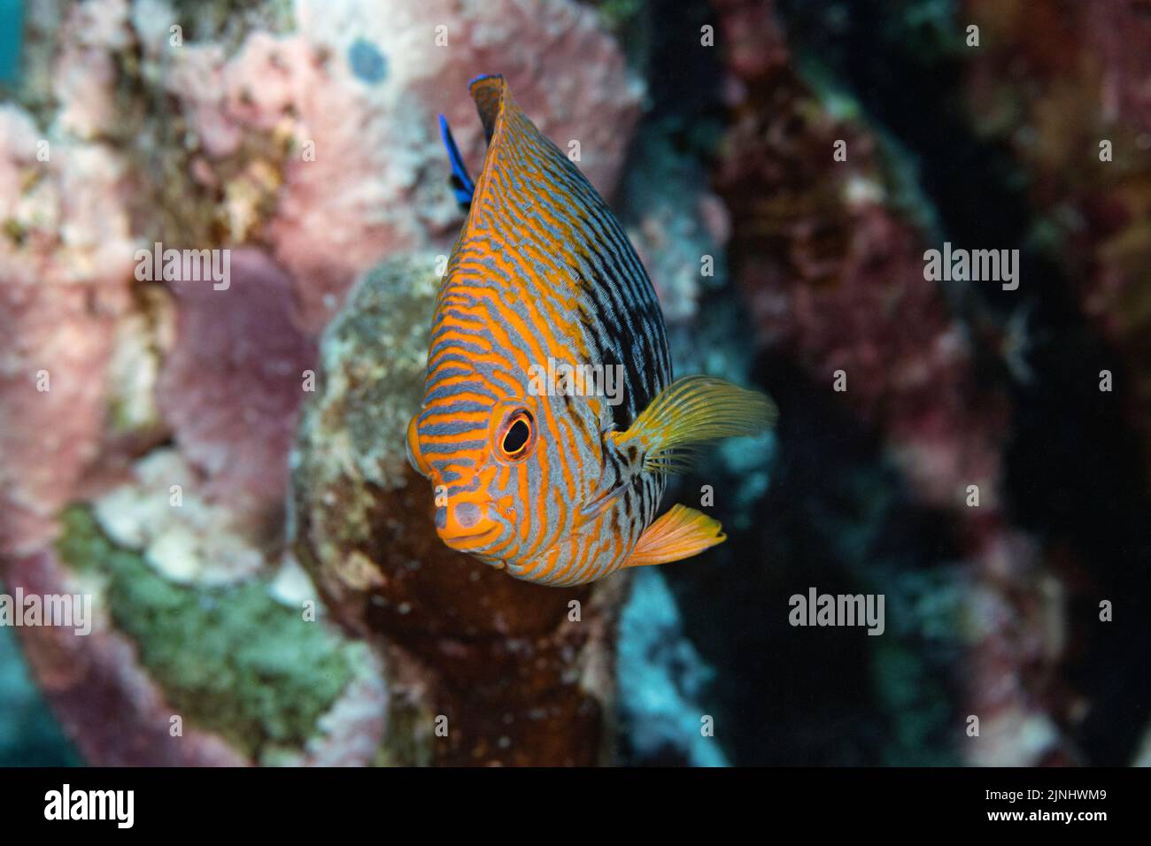 Pesce angelo endemico di Potter, Centropyge potteri, maschio, specie endemiche, Pawai Bay, Kona, Hawaii ( la Grande Isola ), Stati Uniti ( Oceano Pacifico Centrale ) Foto Stock