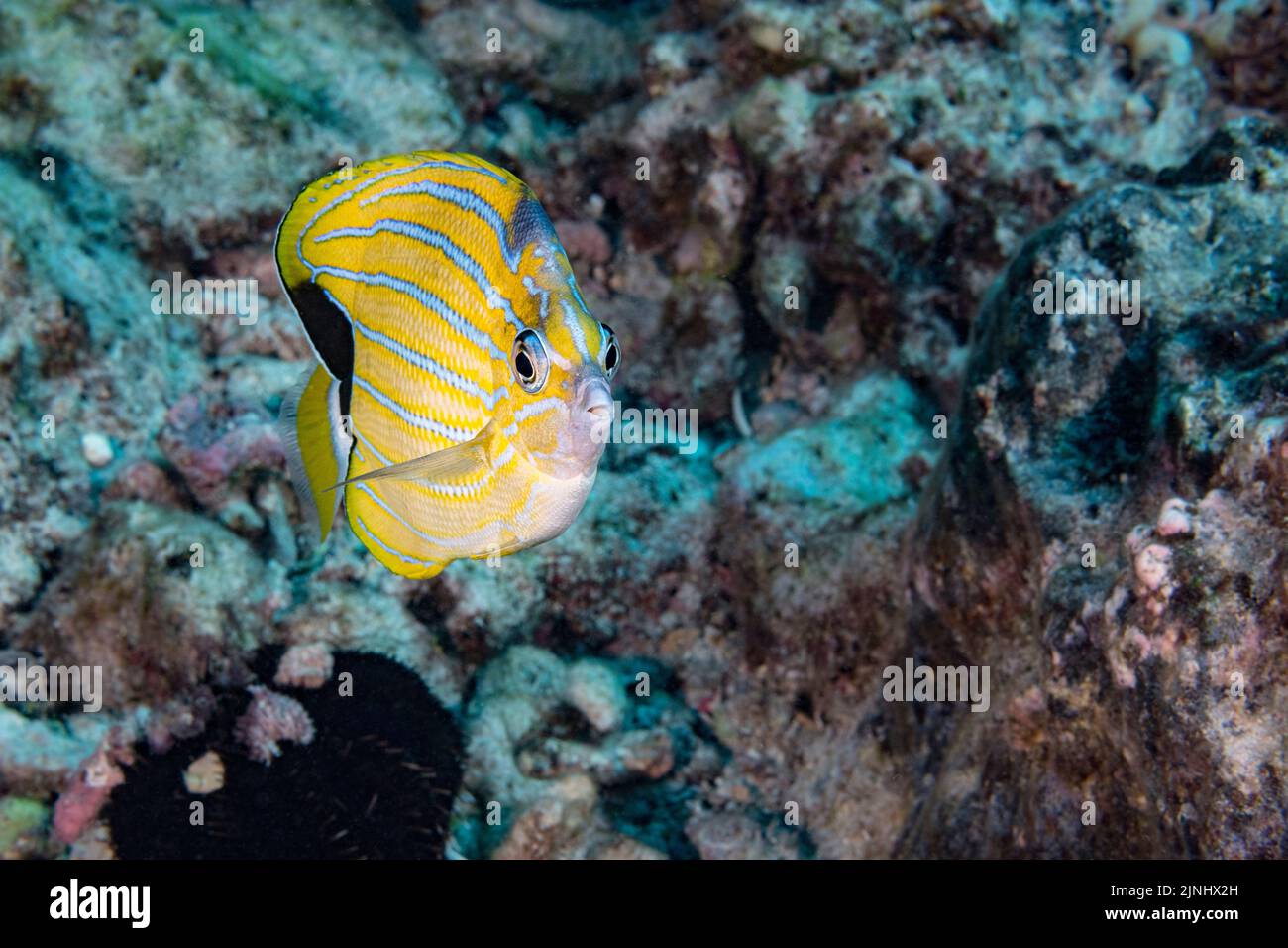 Pesce farfalla bluestripe, Chaetodon fremblii (specie endemica), Nord Kohala, Hawaii (la Grande Isola), Stati Uniti d'America (Oceano Pacifico centrale) Foto Stock
