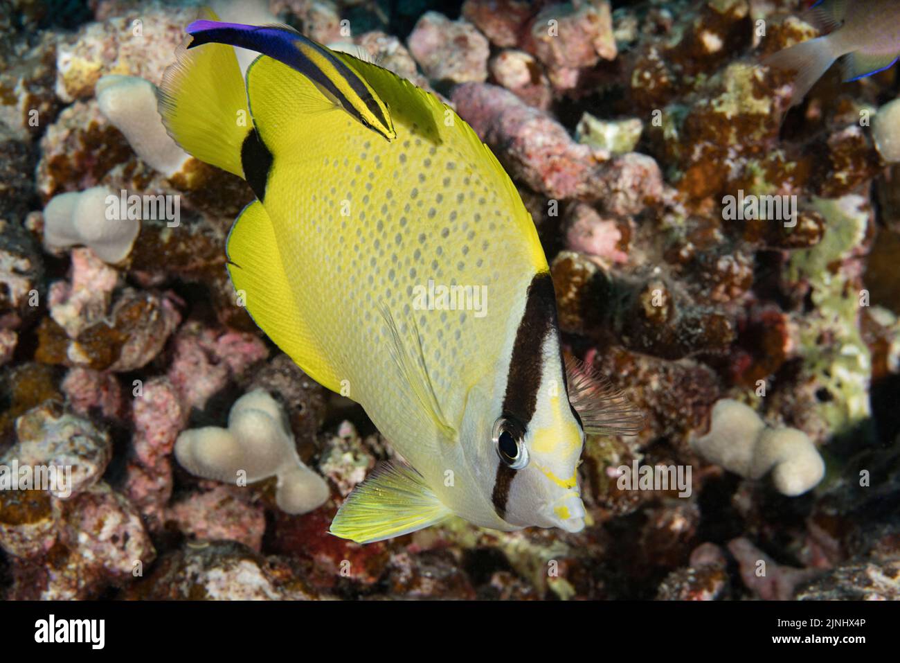 Pesce farfalla di semi di milletri o lauwiliwili, Chaetodon miliaris, specie endemica hawaiana, è andato pallido in una stazione di pulizia, Kona, Hawaii, USA, Pacifico Foto Stock