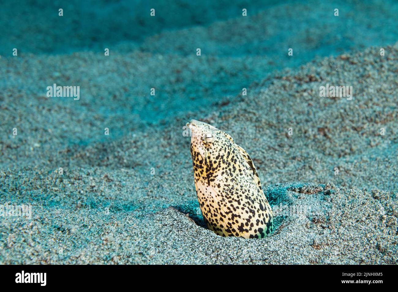 Anguilla di serpente reckled o anguilla di serpente ingiallita, Callechelys lutea (specie endemica), Hookena, Costa del Kona del Sud, Hawaii, U.S.A., Oceano Pacifico centrale Foto Stock