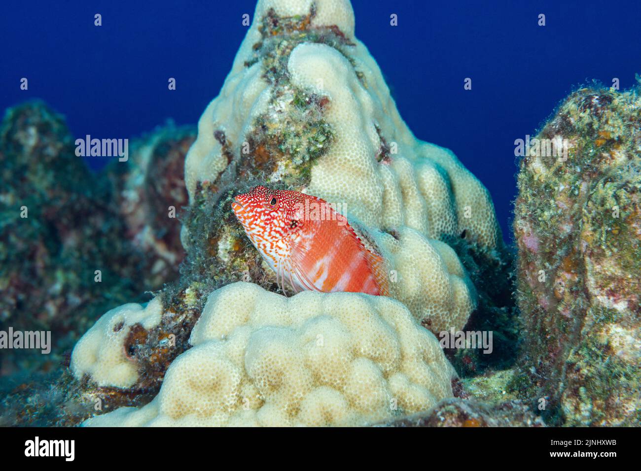 Pesce rosso o pilikoa, Cirrhitops fasciatus (specie endemica), Paradise Pinnacle, Kona del Sud, Hawaii Island ( The Big Island ), Hawaii, Stati Uniti Foto Stock
