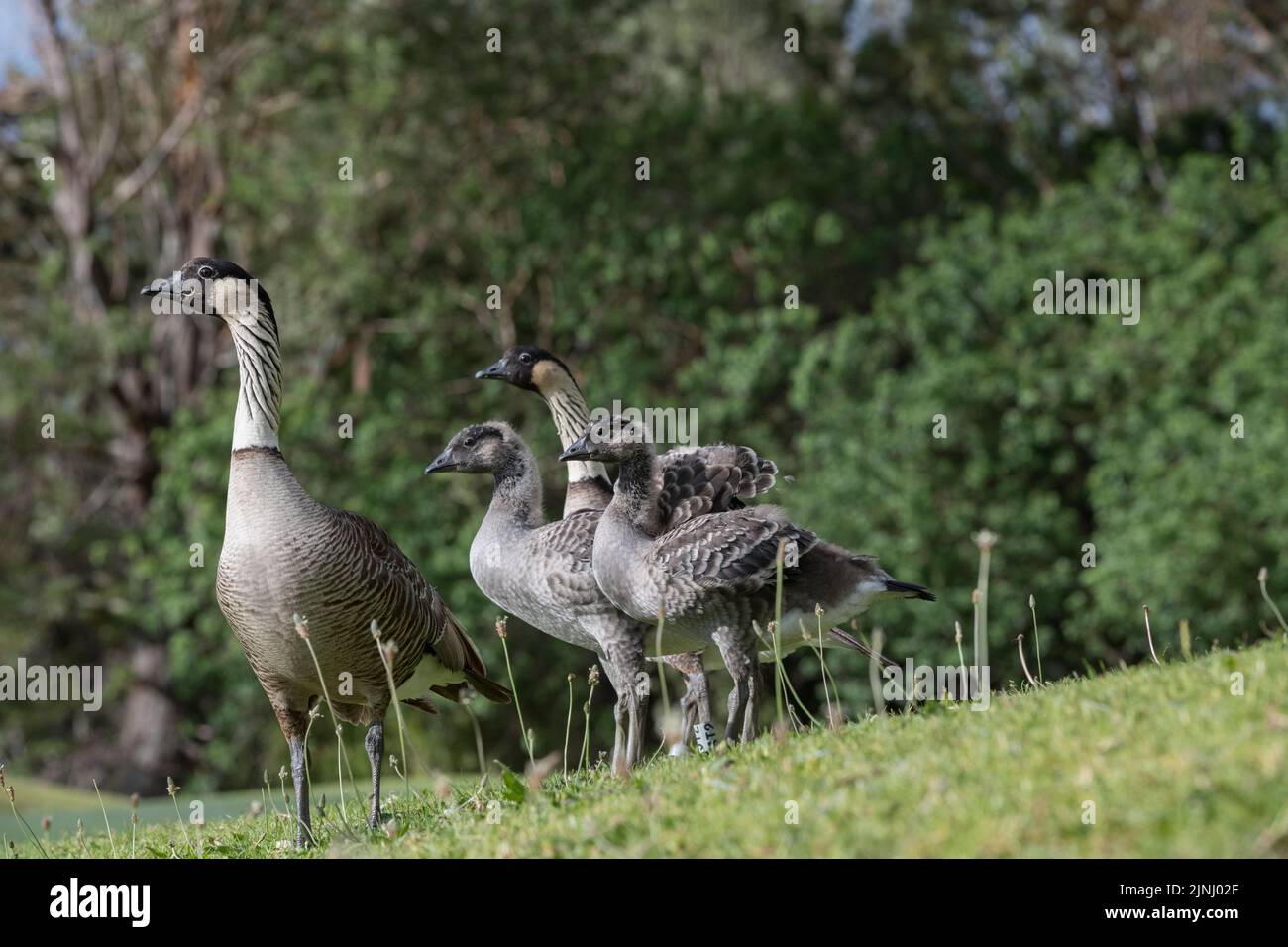 Nene o oca hawaiana, Branta sandvicensis (specie endemica), l'oca più rarefatto del mondo, adulti con grossi pulcini o cetrioli, North Kona, Hawaii Foto Stock