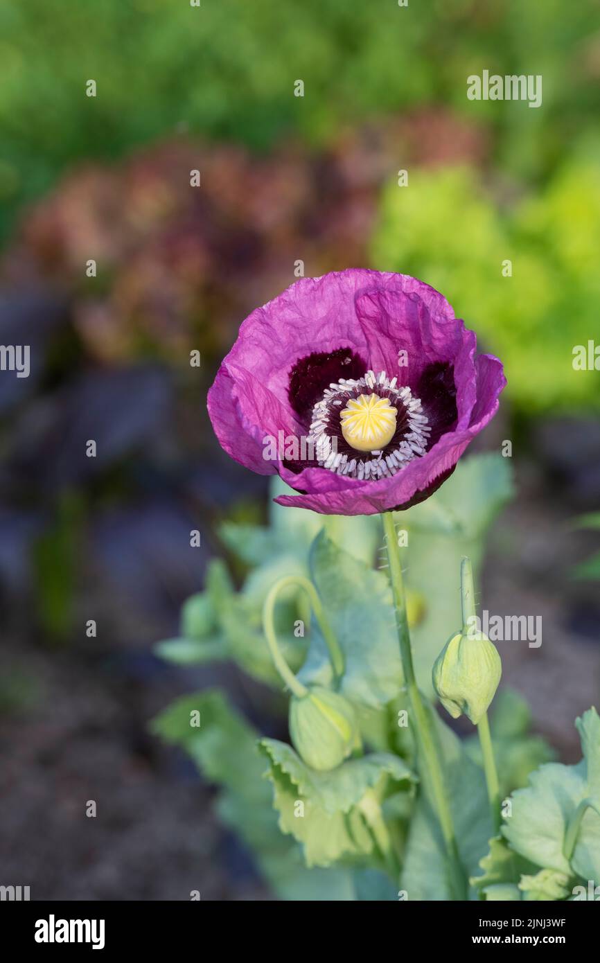 Papaver somniferum. Oppio Poppy nella luce del mattino in un giardino inglese Foto Stock