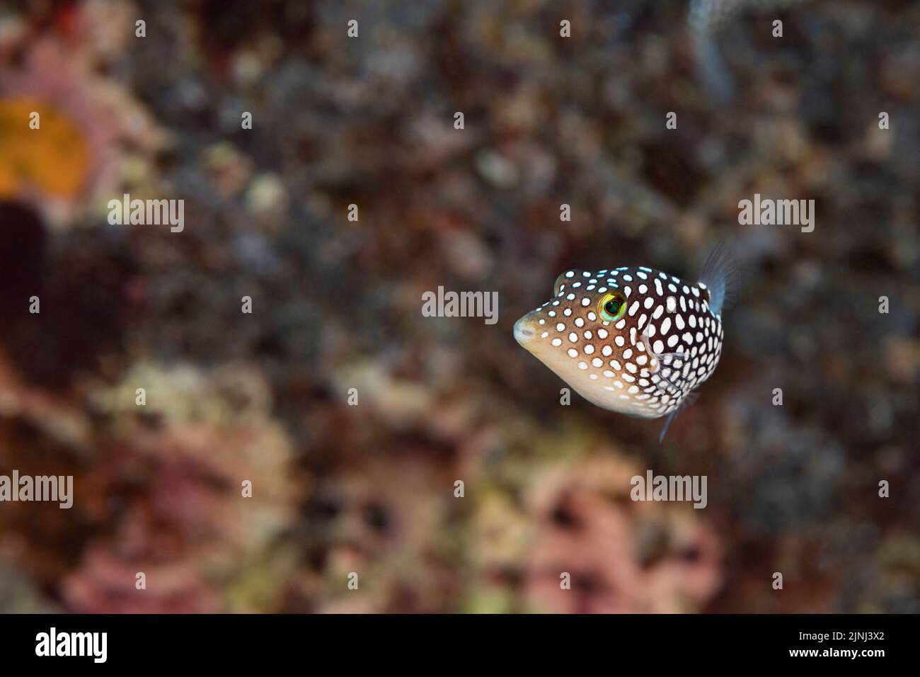 toby bianco hawaiano o puffer bianco-spotted, jactator di Canthigaster (specie endemica hawaiana), Baia di Makako, Keahole, Kona del nord, Hawaii Foto Stock