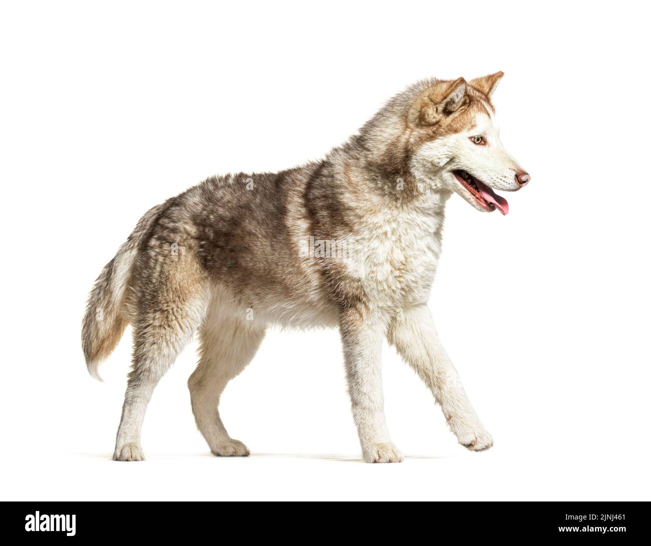 Vista laterale di un giovane Husky che cammina e ansima, isolato su bianco Foto Stock