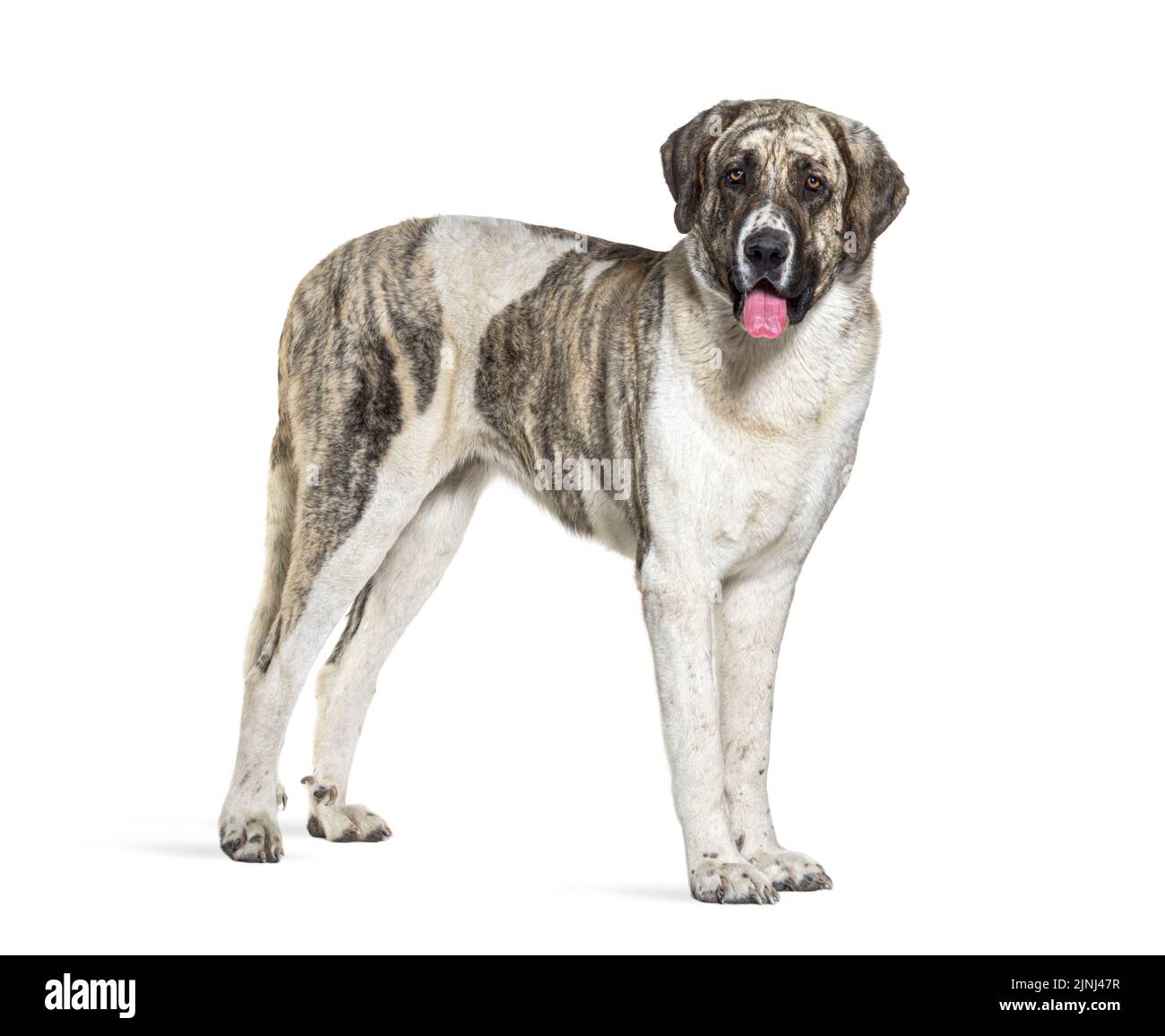 Vista laterale di un cane Transmontano Mastiff, guardando una telecamera, isolato su bianco Foto Stock