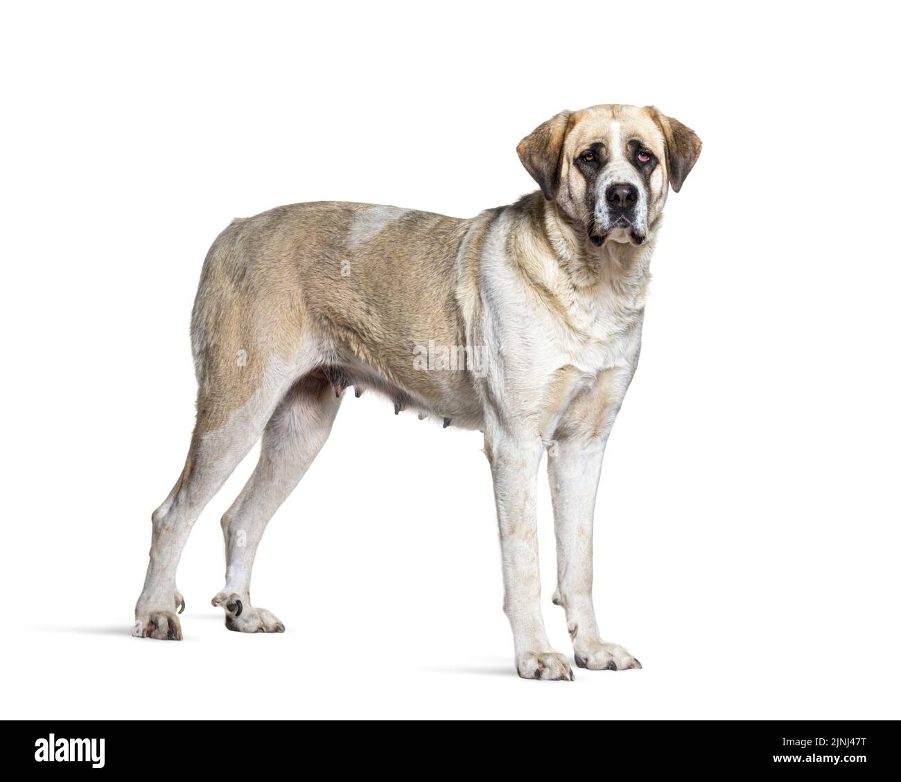 Profilo di un Massiff Transmontano, isolato su bianco Foto Stock
