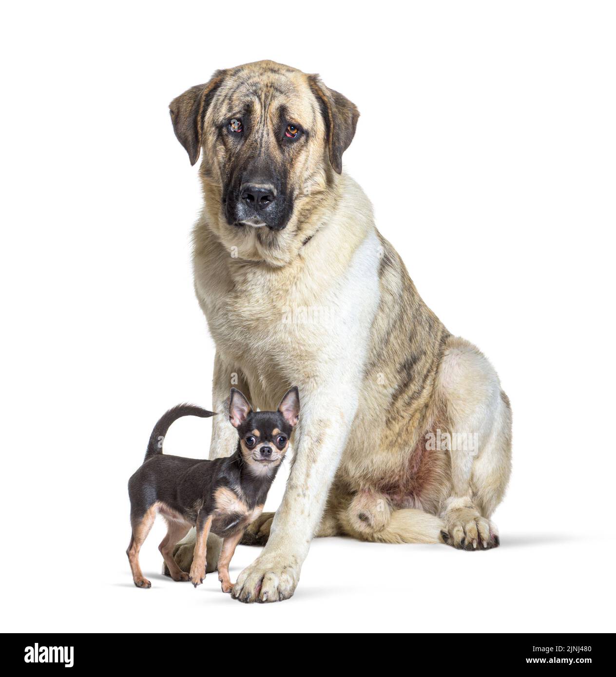 Il Mastiff di Transmontano e un chihuahua si eran Uniti, isolati su bianco Foto Stock