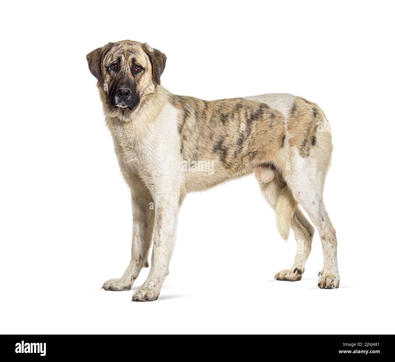 Profilo di un Massiff Transmontano, isolato su bianco Foto Stock