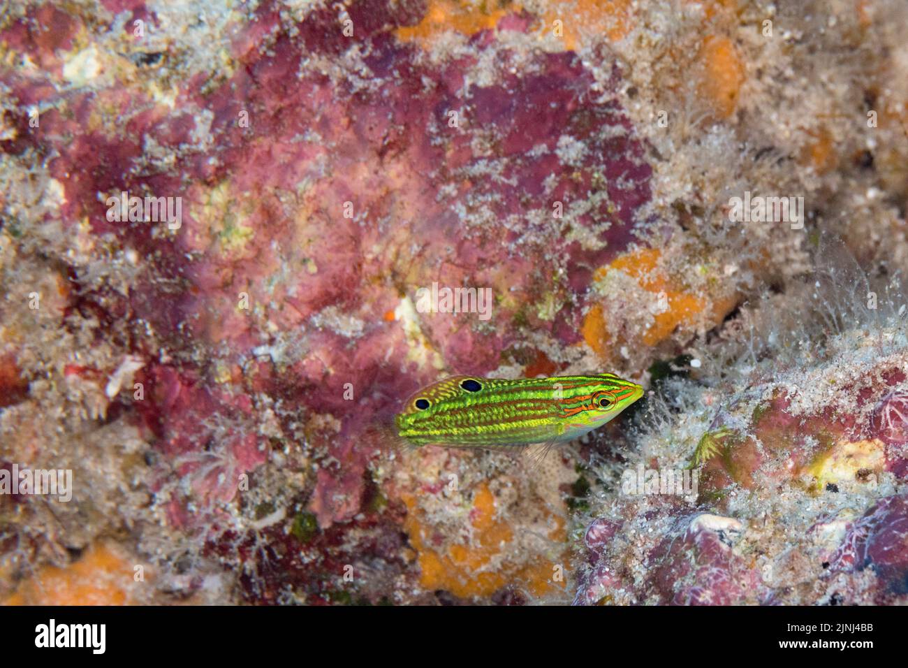 Wrasse ornato endemico giovanile o l'o, Halichoeres ornatissimus, Kohanaiki, Nord Kona, Hawaii ( la Grande Isola ), Stati Uniti ( Oceano Pacifico Centrale ) Foto Stock