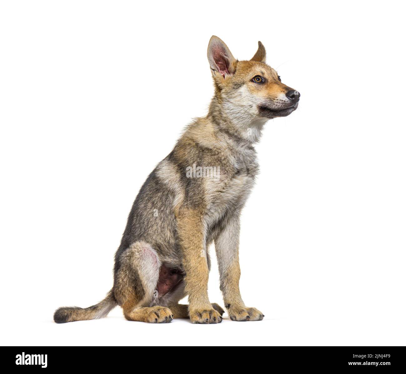 Cucciolo americano di wolfdog, di tre mesi, seduto, isolato in bianco Foto Stock