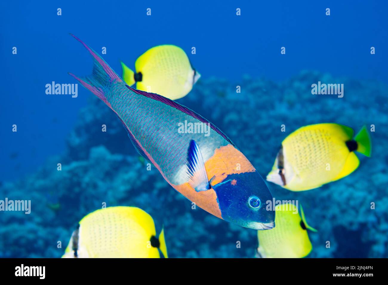 Sella wrasse o hinalea lau-wili, Thalassoma duperrey (specie endemica), maschio terminale, pesce farfalla endemico di semi di mulino in background, Kona, Hawaii Foto Stock