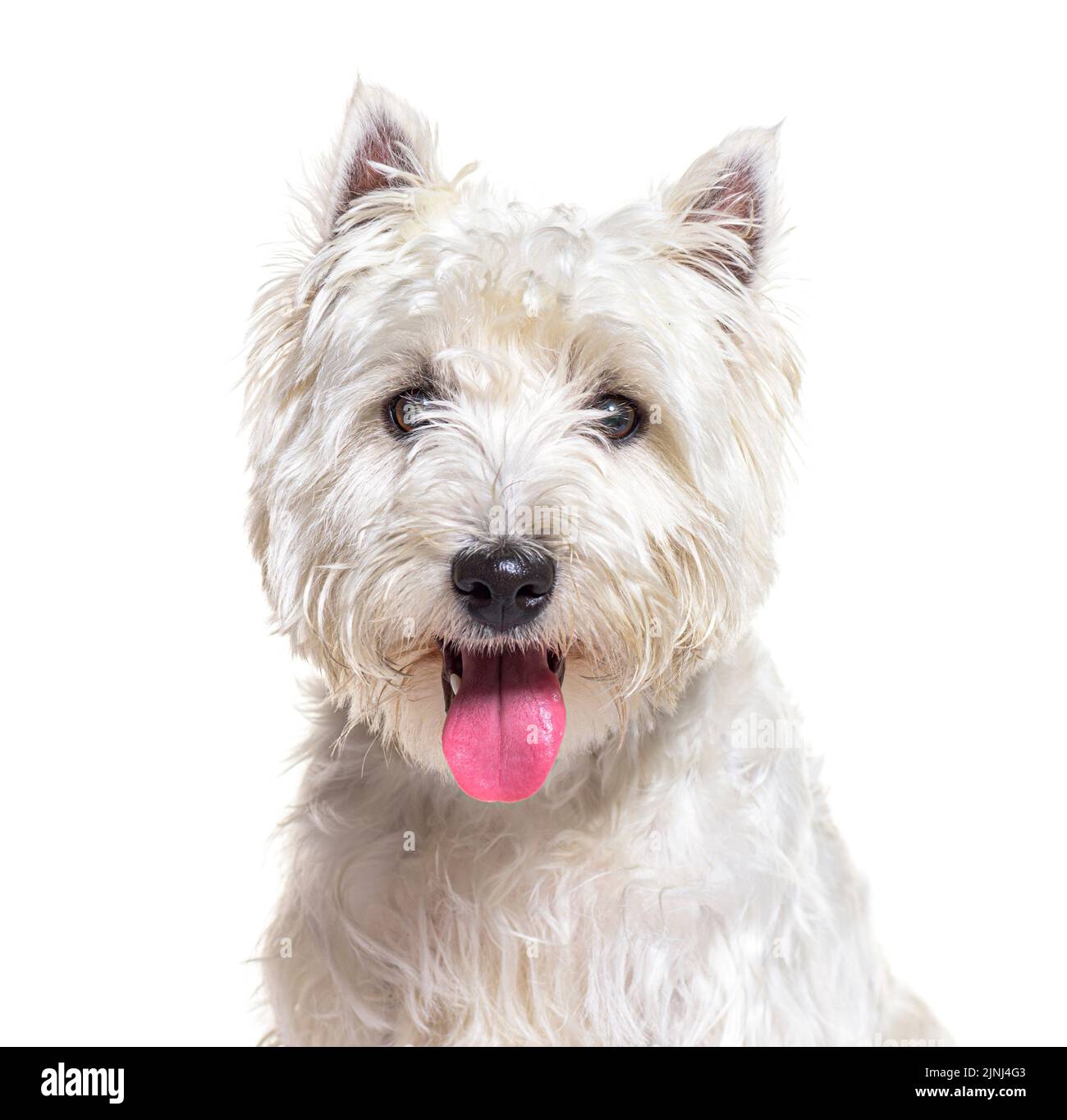 West Highland White Terrier o Westie, ansimante e di fronte, isolato su bianco Foto Stock