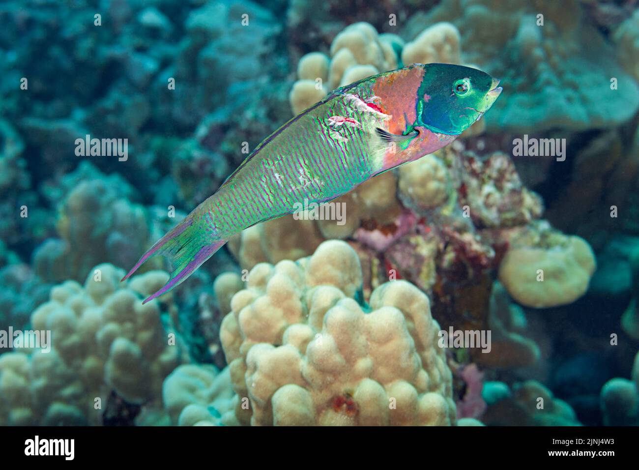 Sella wrasse o hinalea lau-wili, Thalassoma duperrey (specie endemica), maschio terminale, con lesioni da recente attacco predatorio, Kona, Hawaii Foto Stock
