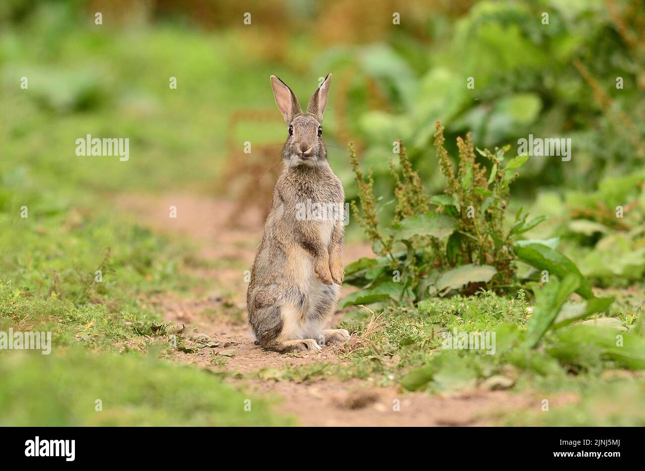 Coniglio oryctolagus cuniculus Foto Stock