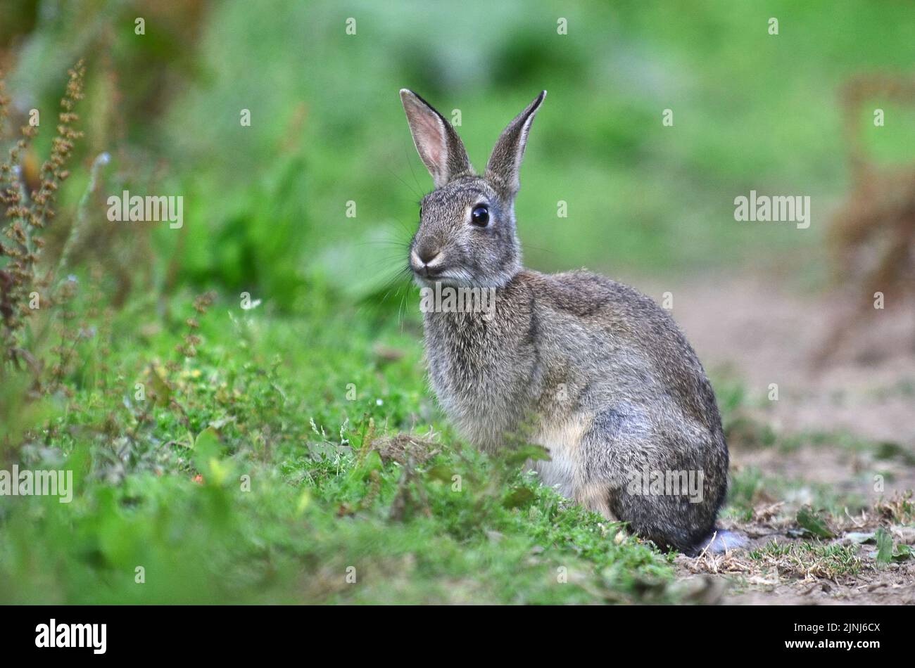 Giovane coniglio che ascolta in posizione di allerta Foto Stock