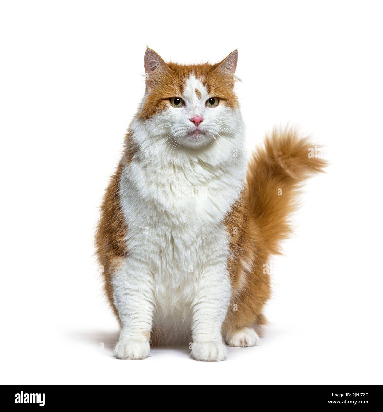 Longhaired gatto rosso e bianco crossbreed seduto, isolato su bianco Foto Stock