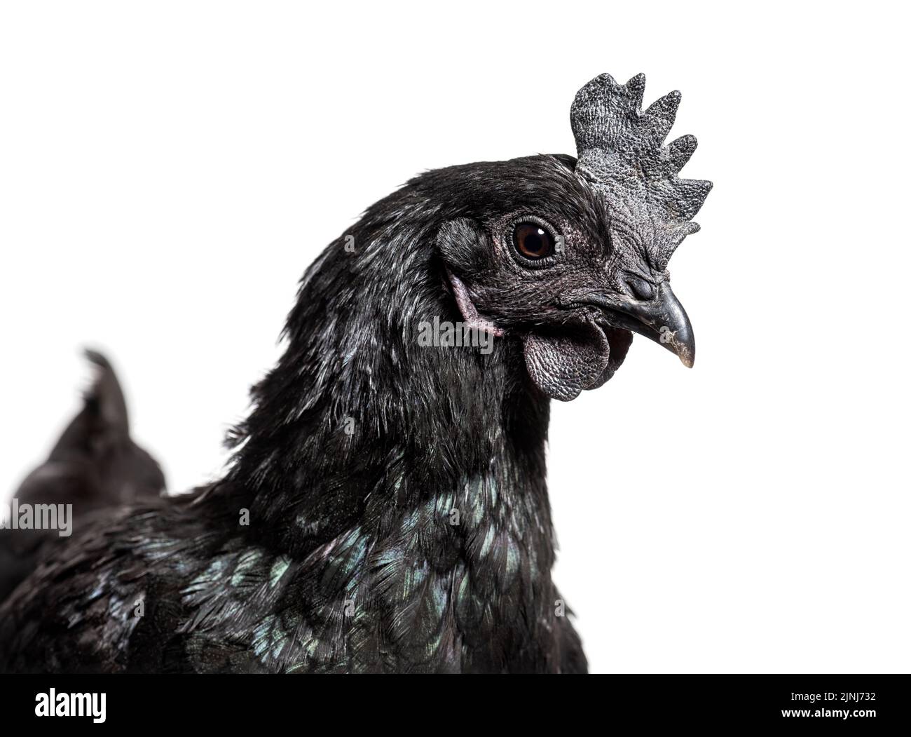 Colpo di testa di Ayam Cemani gallina, isolato su bianco Foto Stock
