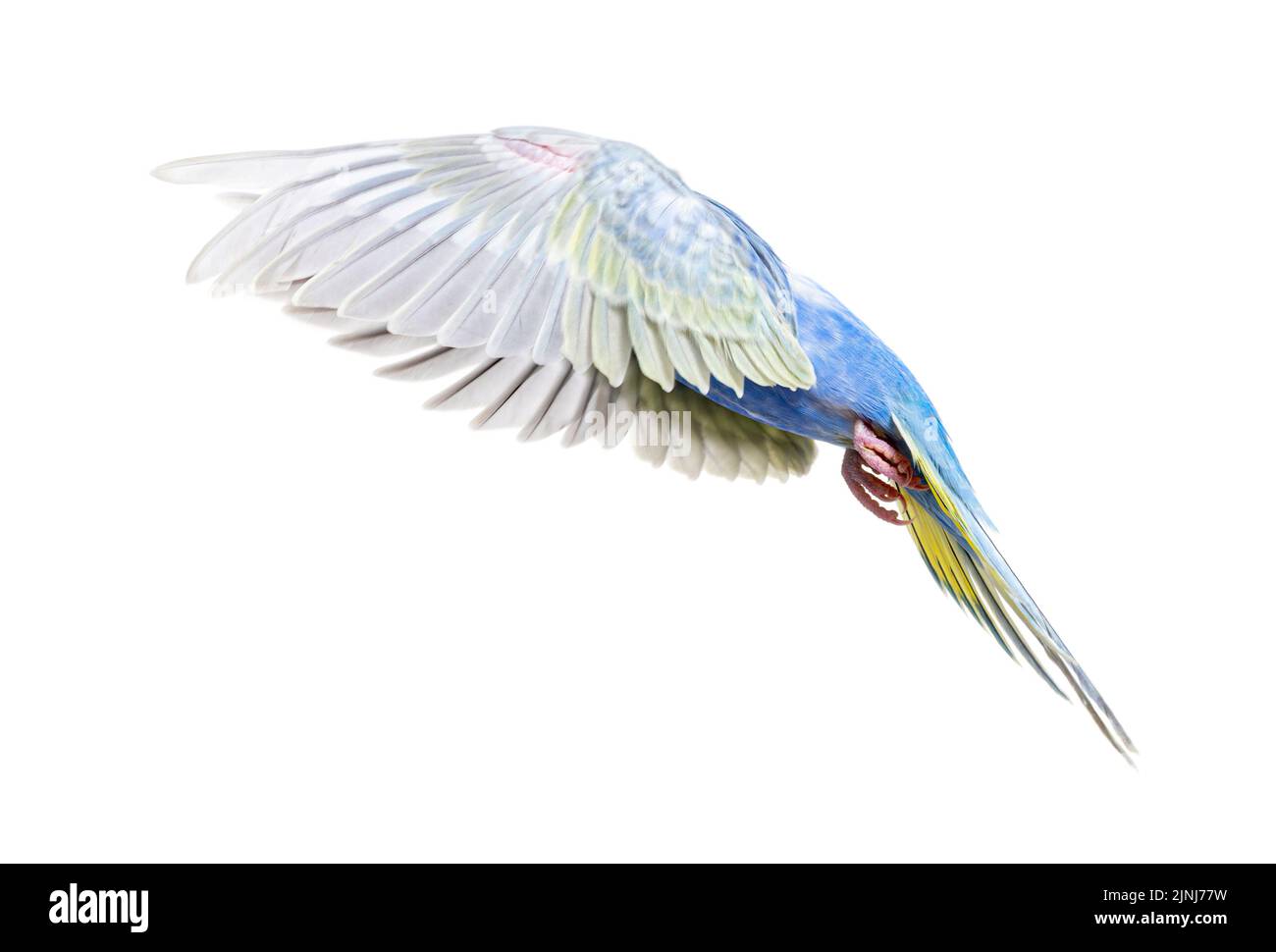 Vista laterale di un uccello Blue rainbow Budgerigar ali volanti sparsi, isolato su bianco Foto Stock