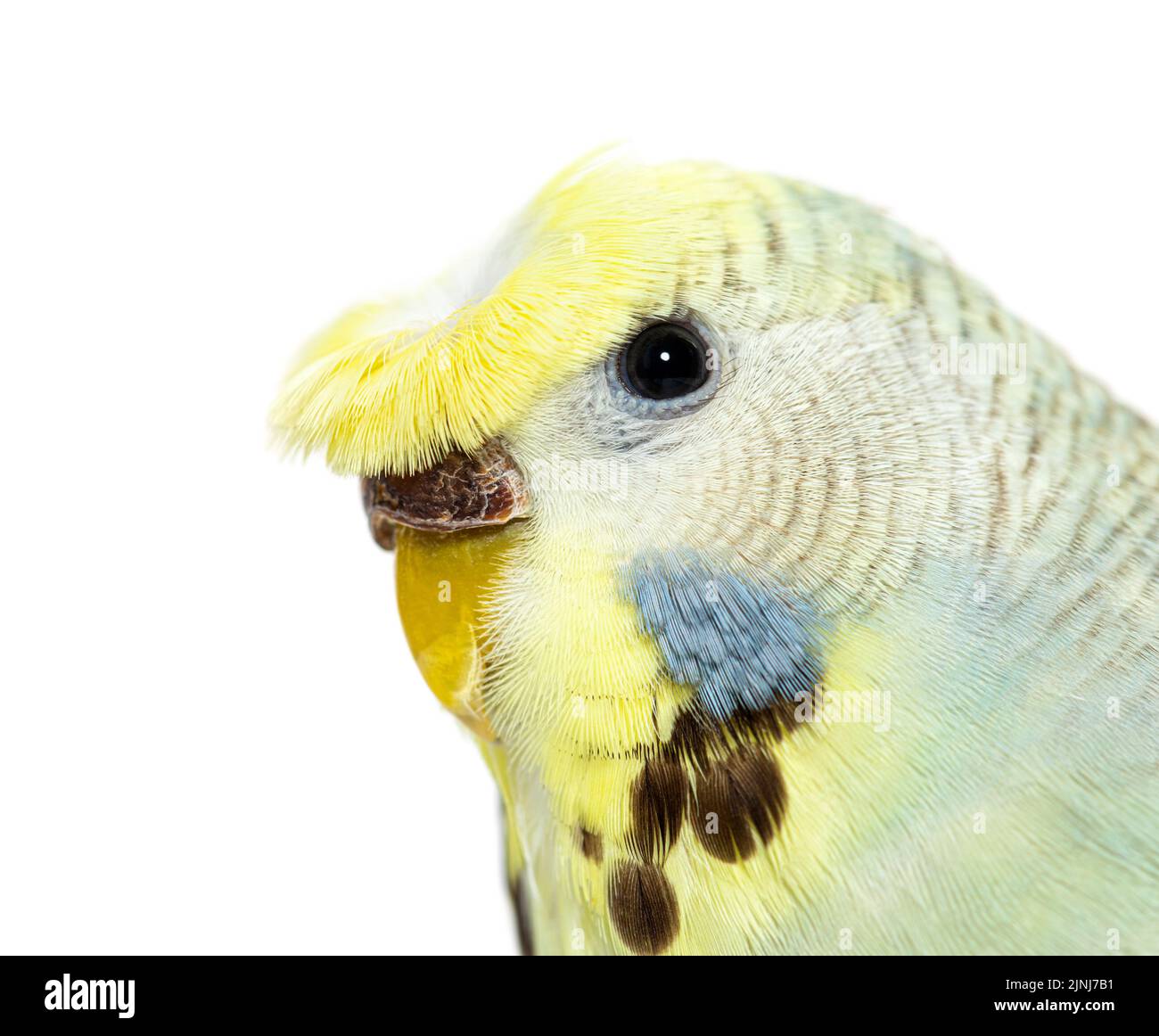 Primo piano ritratto di una testa increspata Budgerigar grigia isolata sul bianco Foto Stock