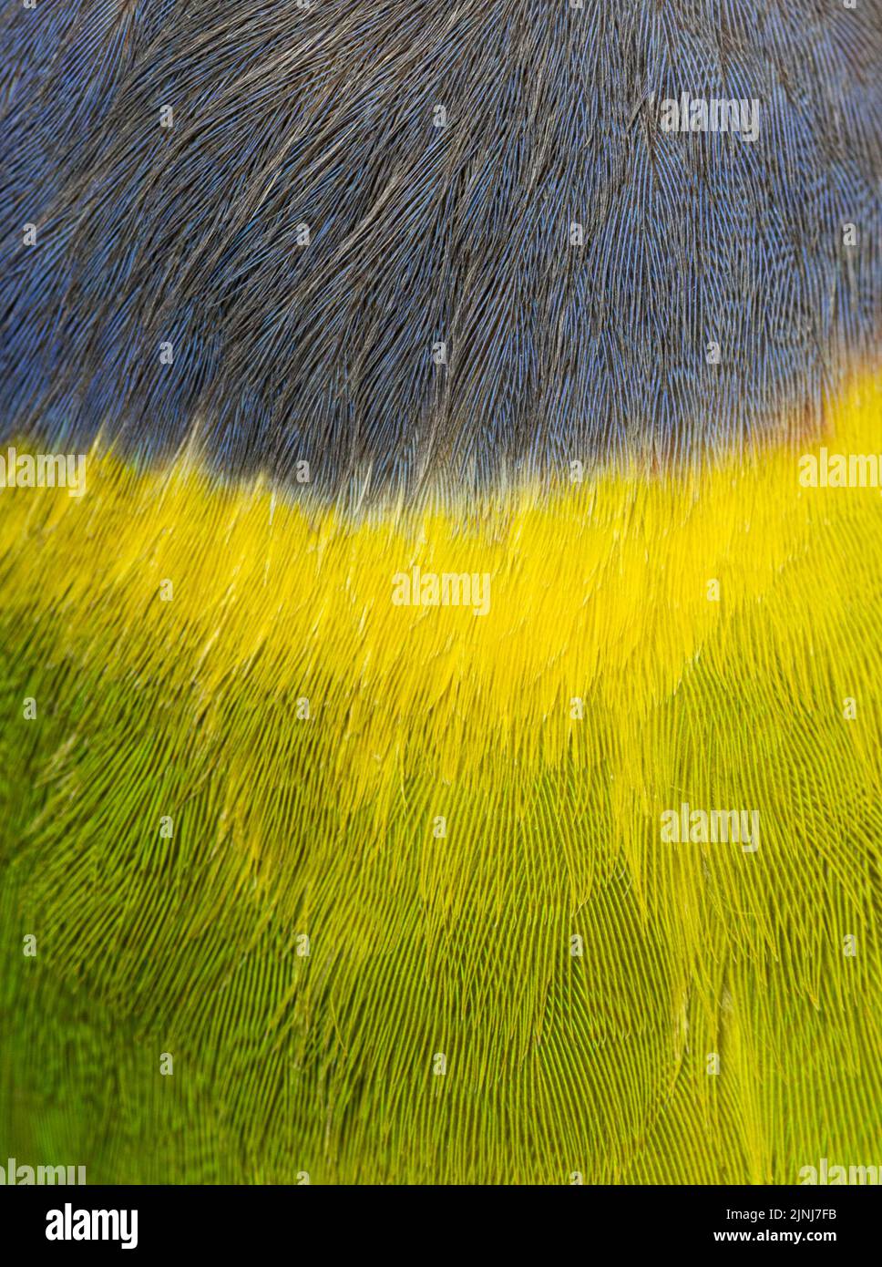 Psittacula cyanocephala femminile, prugne Foto Stock