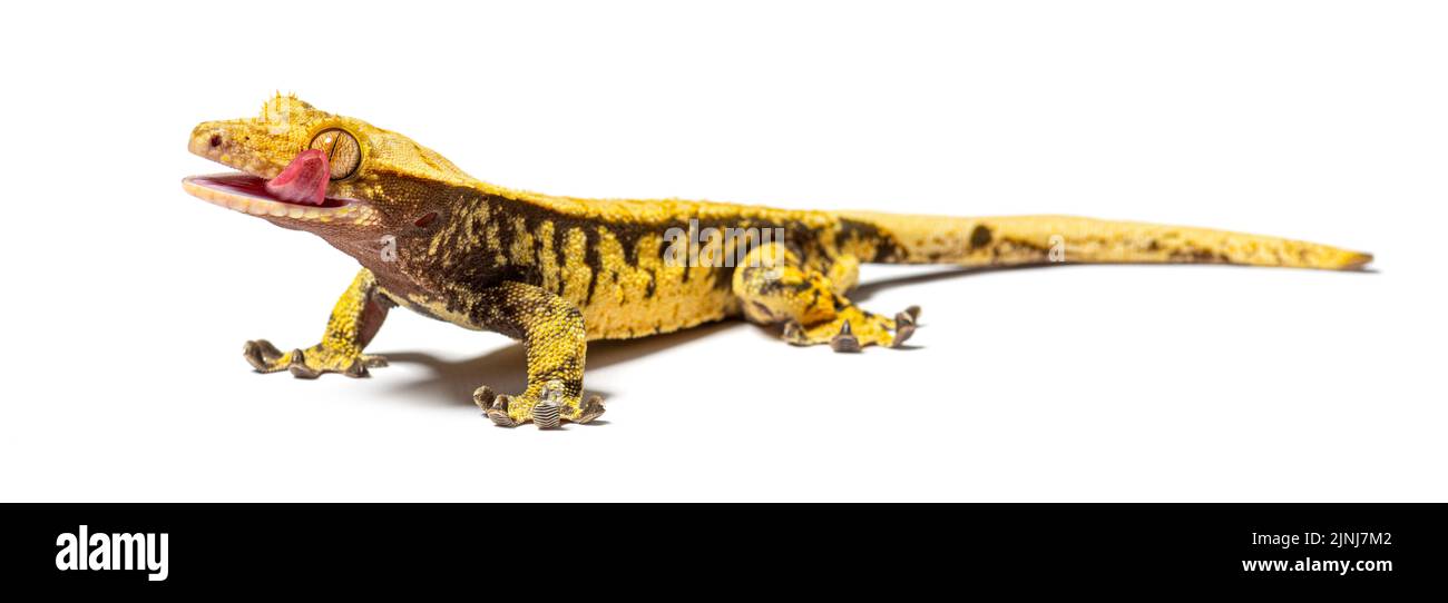 Crested gecko leccando il suo occhio per bagnarlo, Correlophus ciliatus Foto Stock