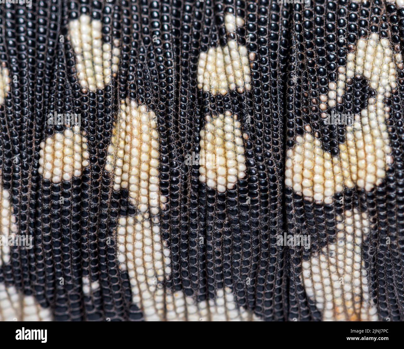 Dettagli, macro di scale di tegu bianco e nero argentino, Salvator merianae, Foto Stock