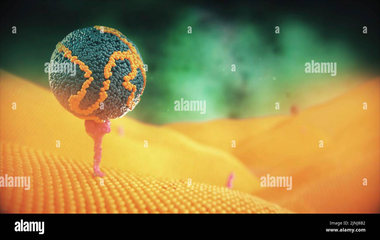 Recettore LDL, gestione del colesterolo (rappresentazione 3D) Foto Stock