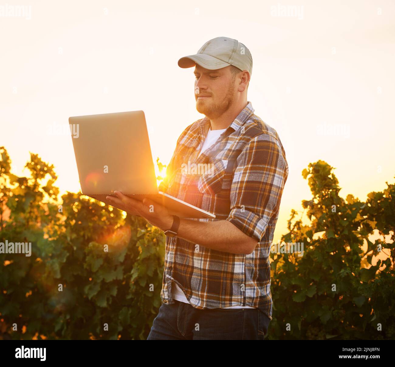 Contadino che digita su un computer portatile all'aperto utilizzando Internet per pianificare un raccolto e la crescita del raccolto in una fattoria vigneto. Un esperto di agricoltura che usa tecnologia a. Foto Stock