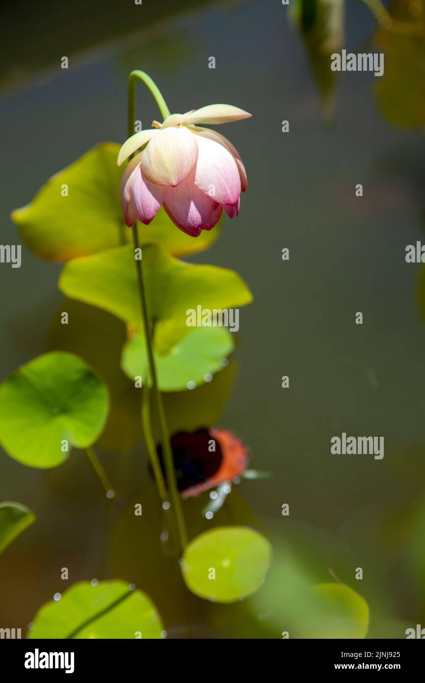 Nelumbo nucifera, gambo di fiore di loto nello stagno Foto Stock