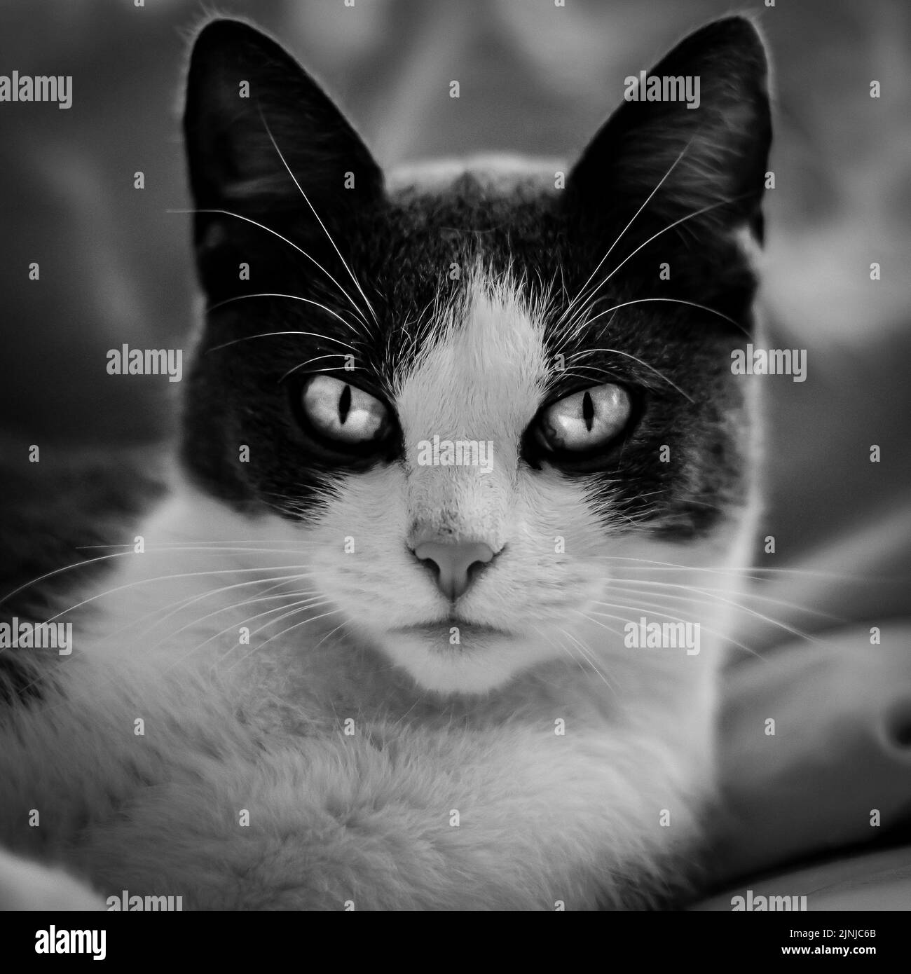 Un ritratto di un gatto con occhi flashy Foto Stock