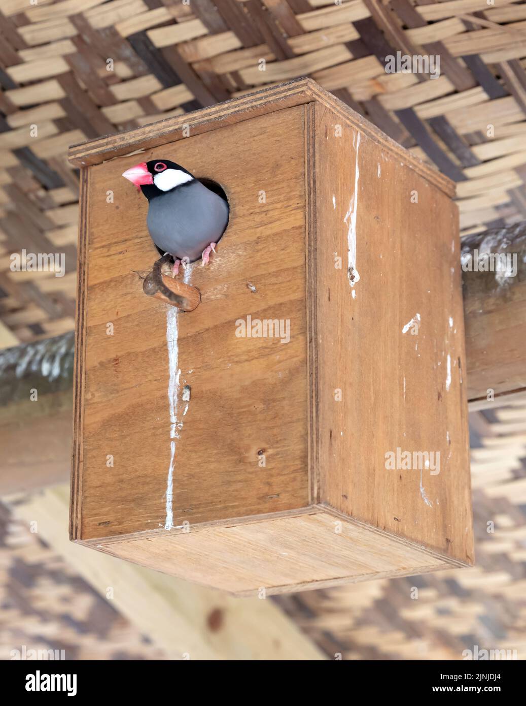 Passero java colorato seduto in modo sicuro in una birdhouse Foto Stock