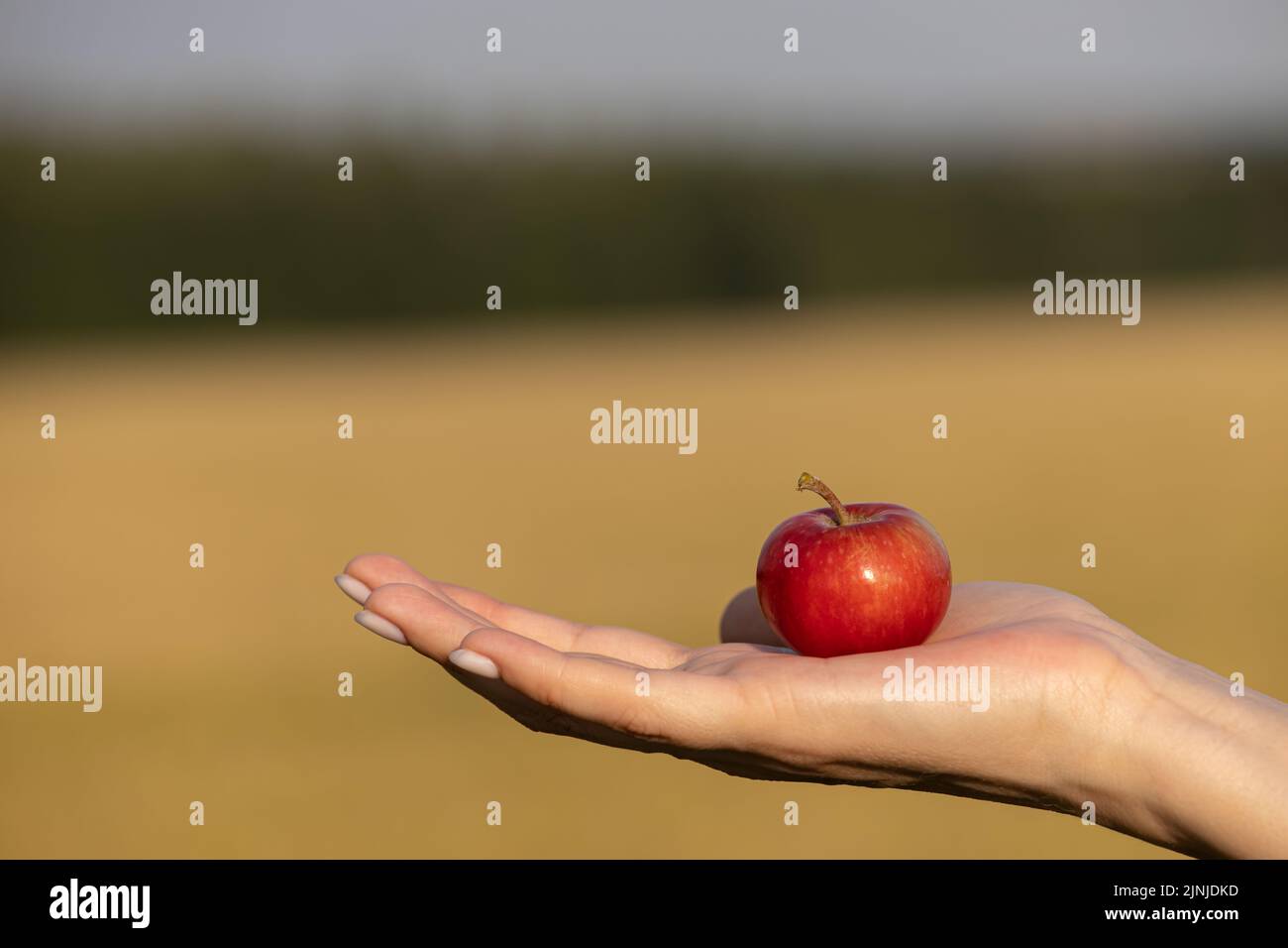 la mela rossa si trova sulla palma sullo sfondo della natura. Foto di alta qualità Foto Stock