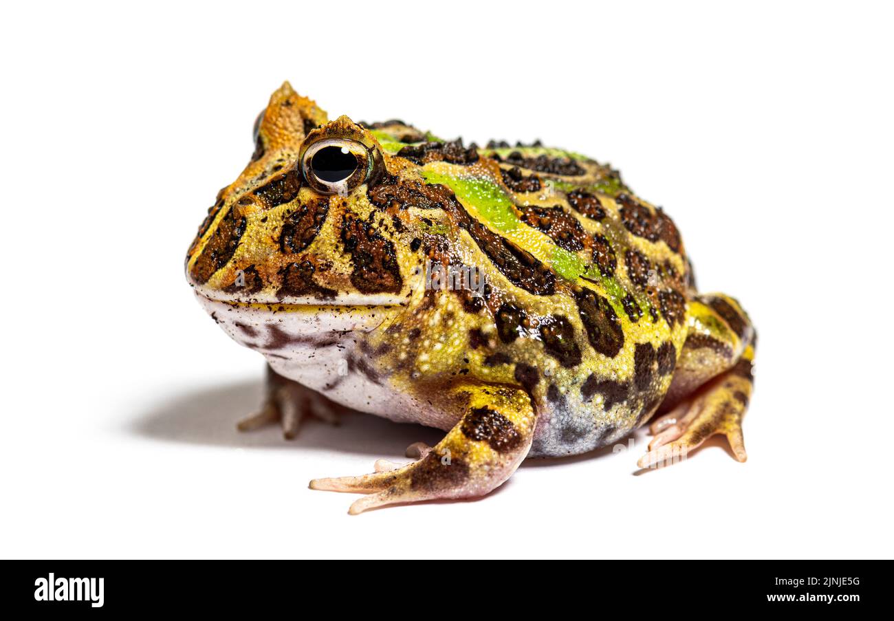 Vista laterale di una rana corna di Cranwell, Ceratophrys cranwelli, isolata su bianco Foto Stock