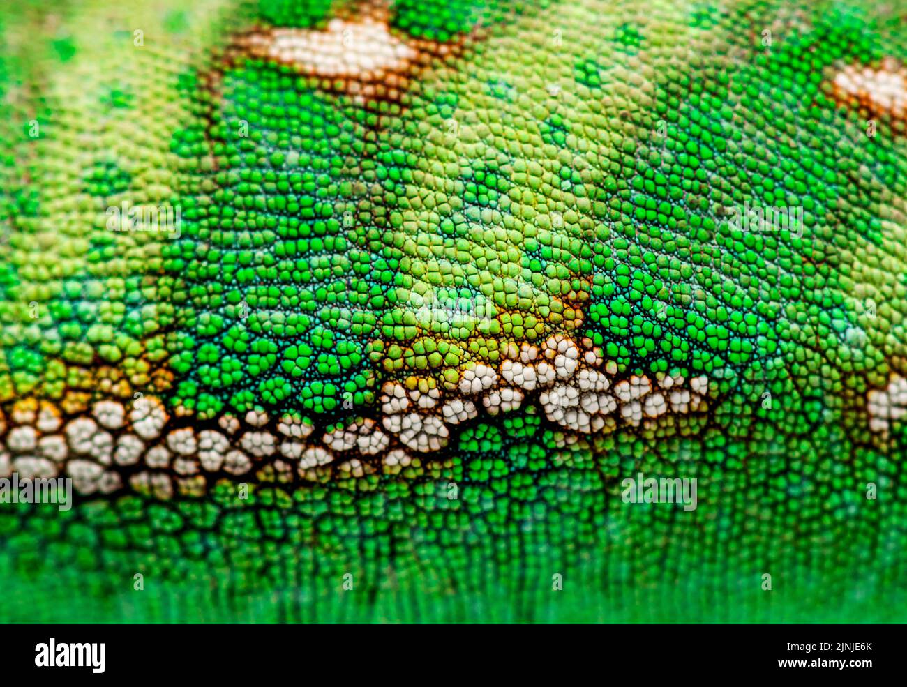 Macro, dettaglio di una pelle di camaleonte velata e scale, Chamaeleo calyptratus Foto Stock