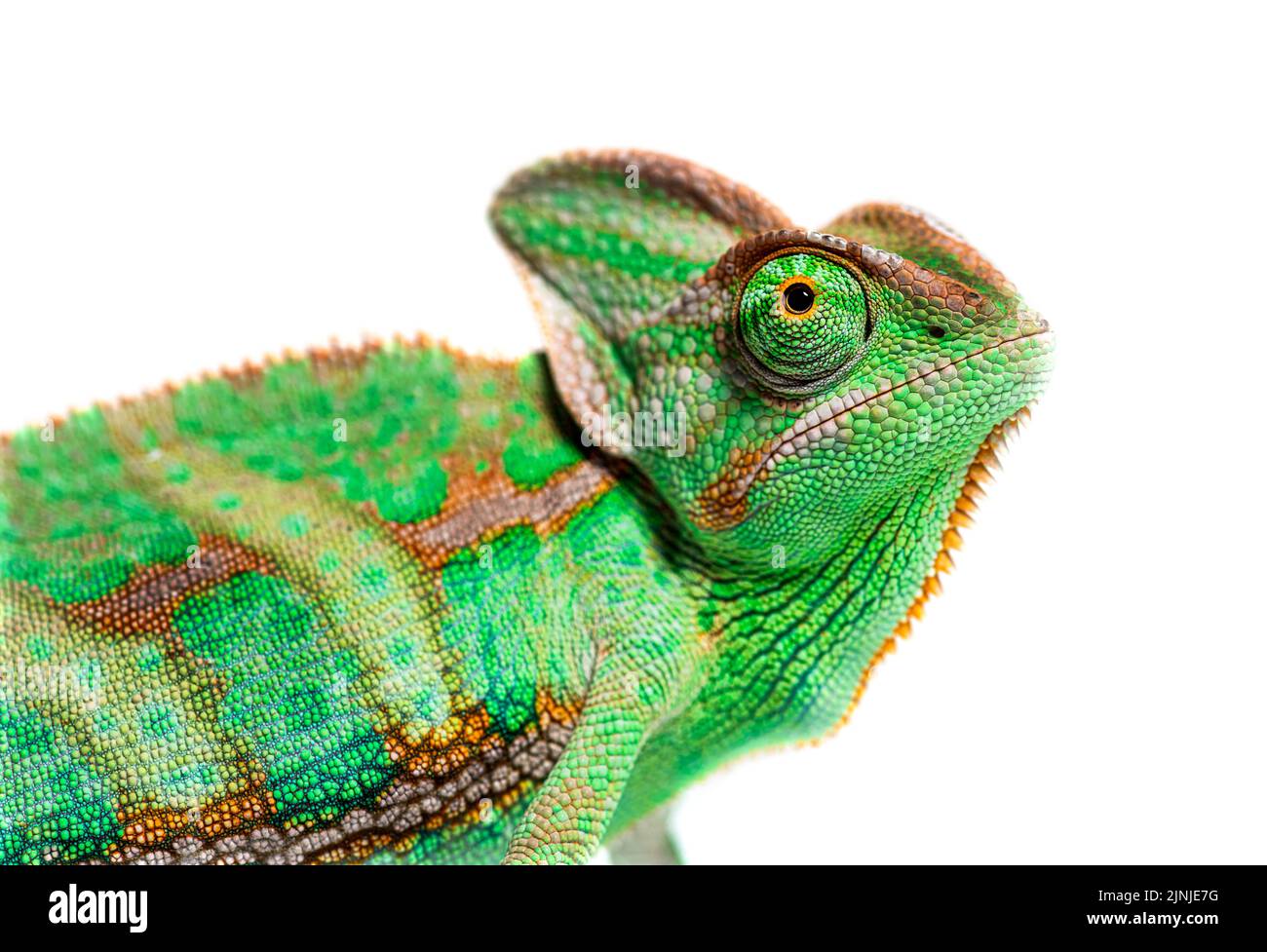 Testa shot di un profilo velato testa camaleonte, Chamaeleo calyptratus, isolato su bianco Foto Stock