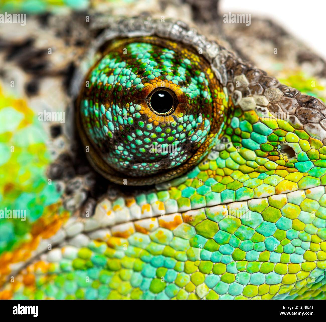 Macro su un occhio rettile, camaleonte velato, Chamaeleo calyptratus, isolato su bianco Foto Stock