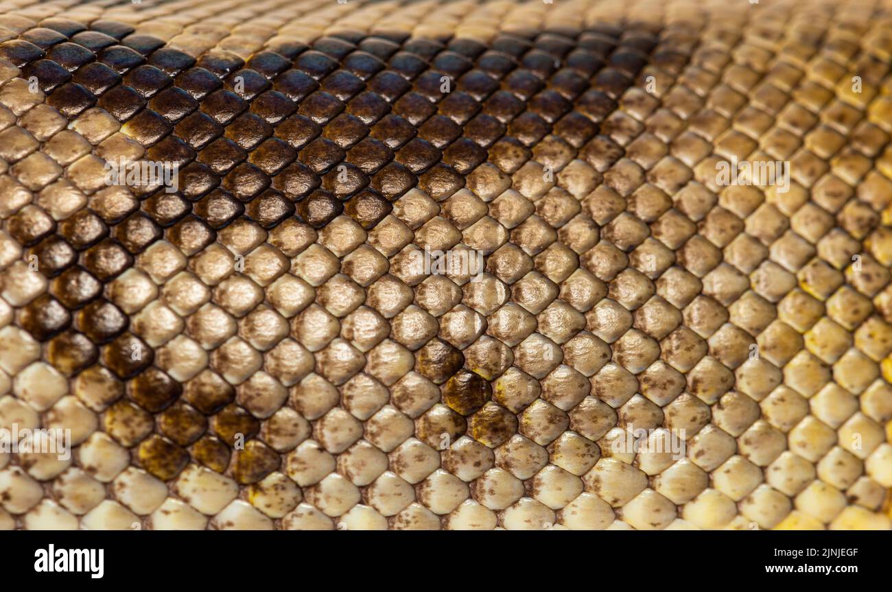 Scala primo piano di Piebald python regius Foto Stock