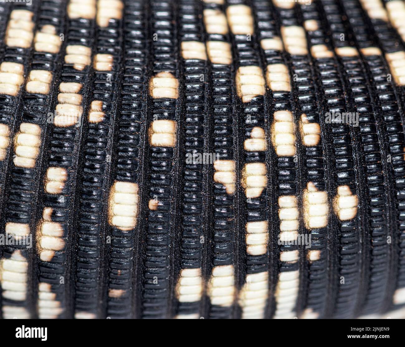 Primo piano, macro delle scale argentine bianco e nero Tegu, Salvator merianae, isolato su bianco Foto Stock