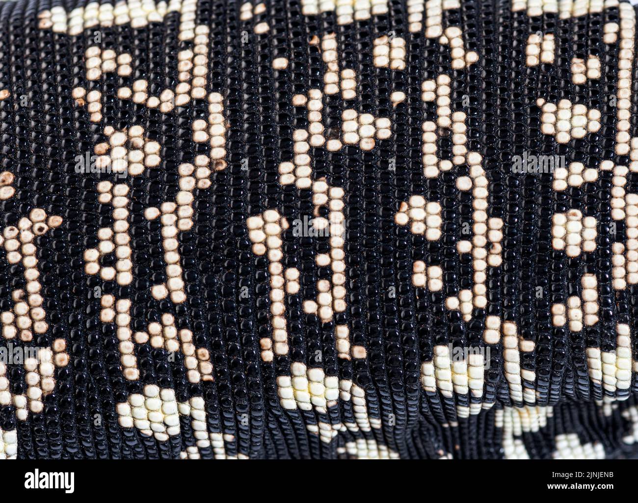 Primo piano, macro della pelle argentina di tegu bianco e nero, Salvator merianae, isolato su bianco Foto Stock