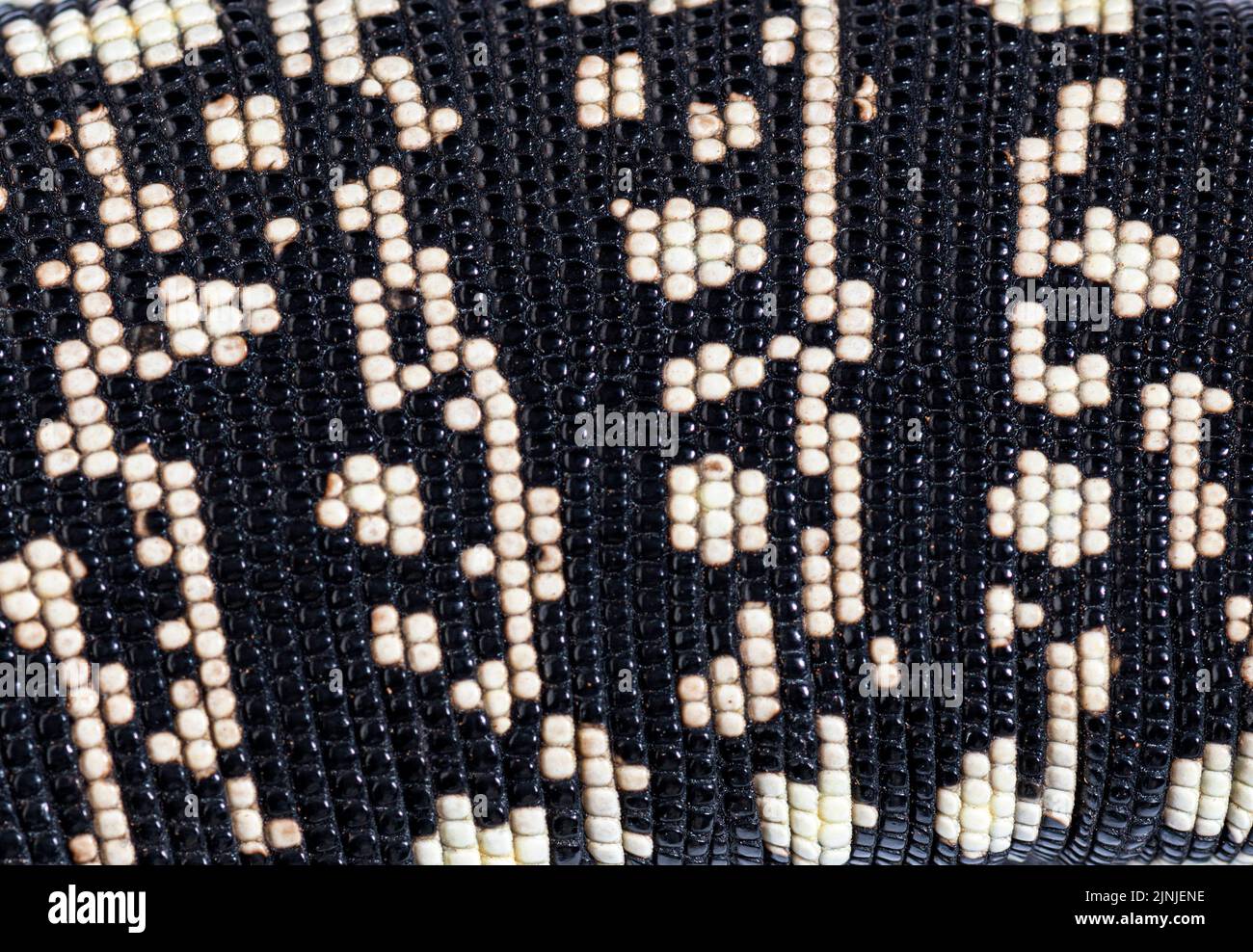 Primo piano, macro della pelle argentina di tegu bianco e nero, Salvator merianae, isolato su bianco Foto Stock