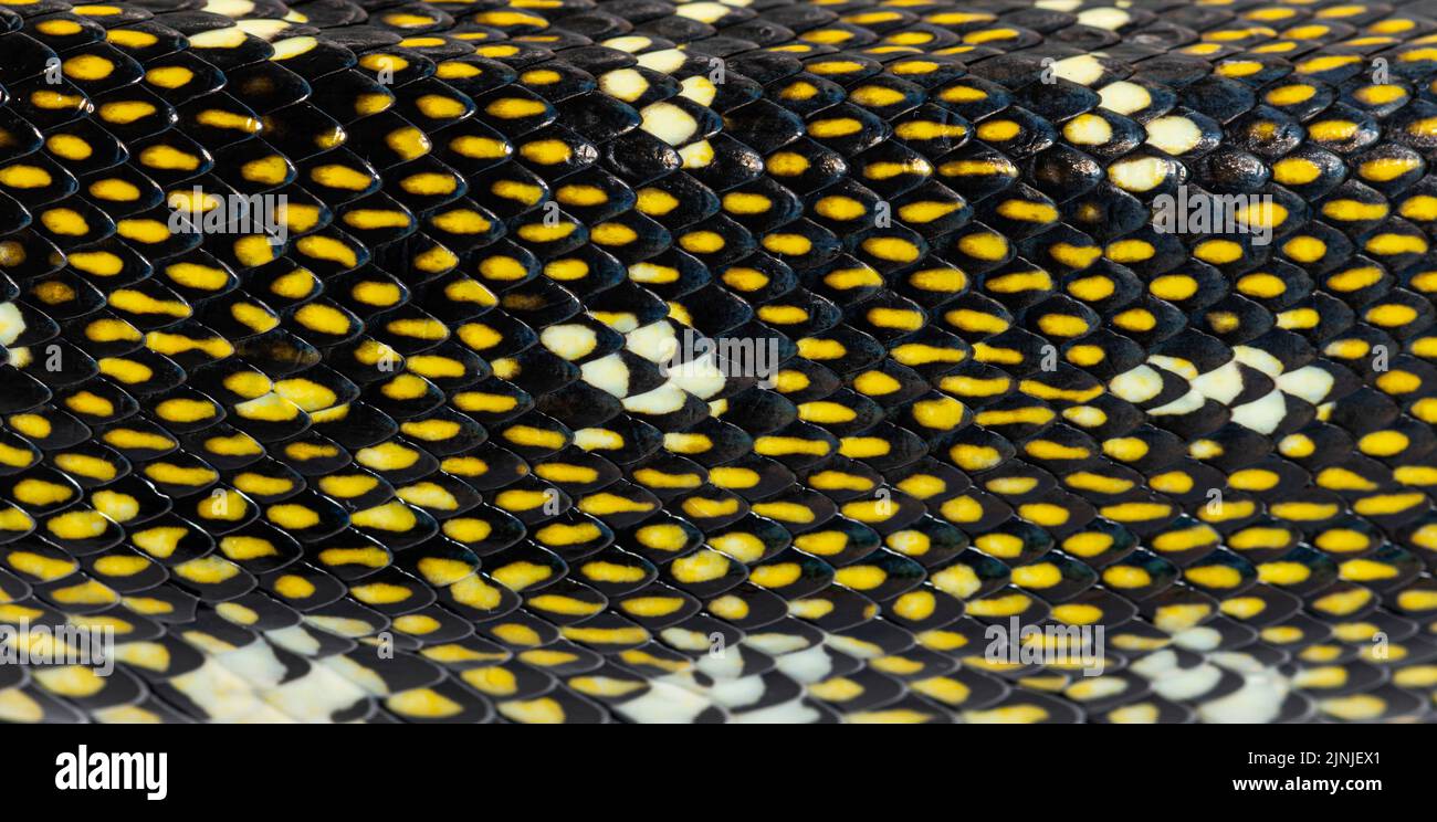 Primo piano sulle scale di python Diamond, serpente, spilota Morelia, isolato su bianco Foto Stock