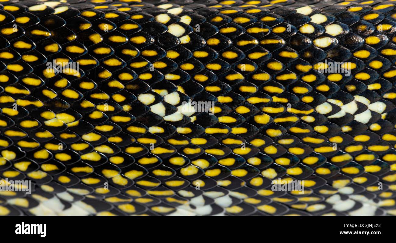 Primo piano sulle scale di python Diamond, serpente, spilota Morelia, isolato su bianco Foto Stock