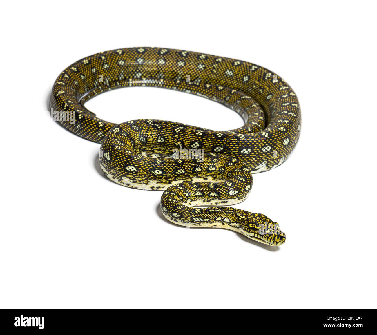 Diamante pitone, Morelia spilota spilota, isolato su bianco Foto Stock